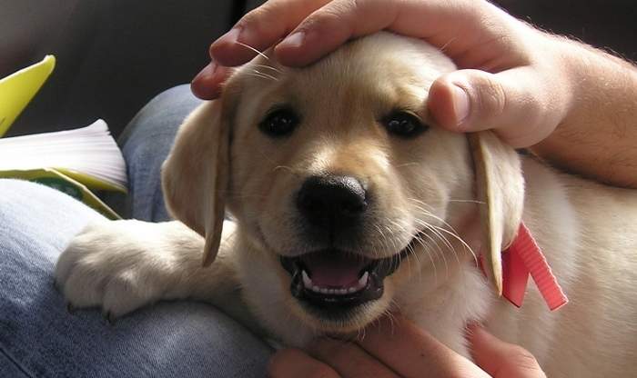 Premium Pet Sitting Puppy